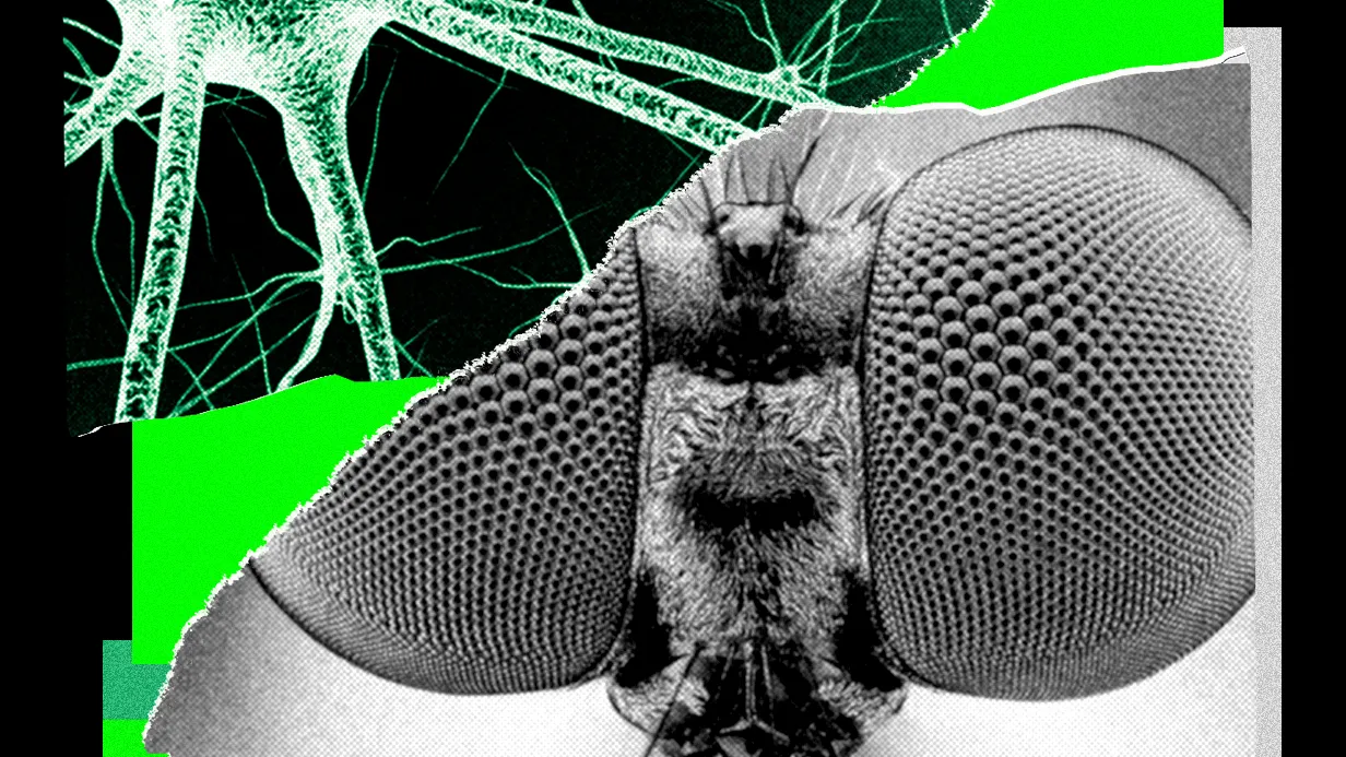 Entrené el cerebro de una mosca para generar ideas para historias de WIRED