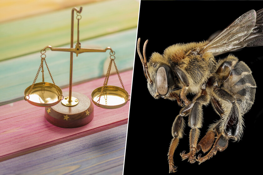 Si la pregunta es cómo proteger a las abejas y otros insectos, en Perú lo tienen claro: reconociéndoles derechos legales