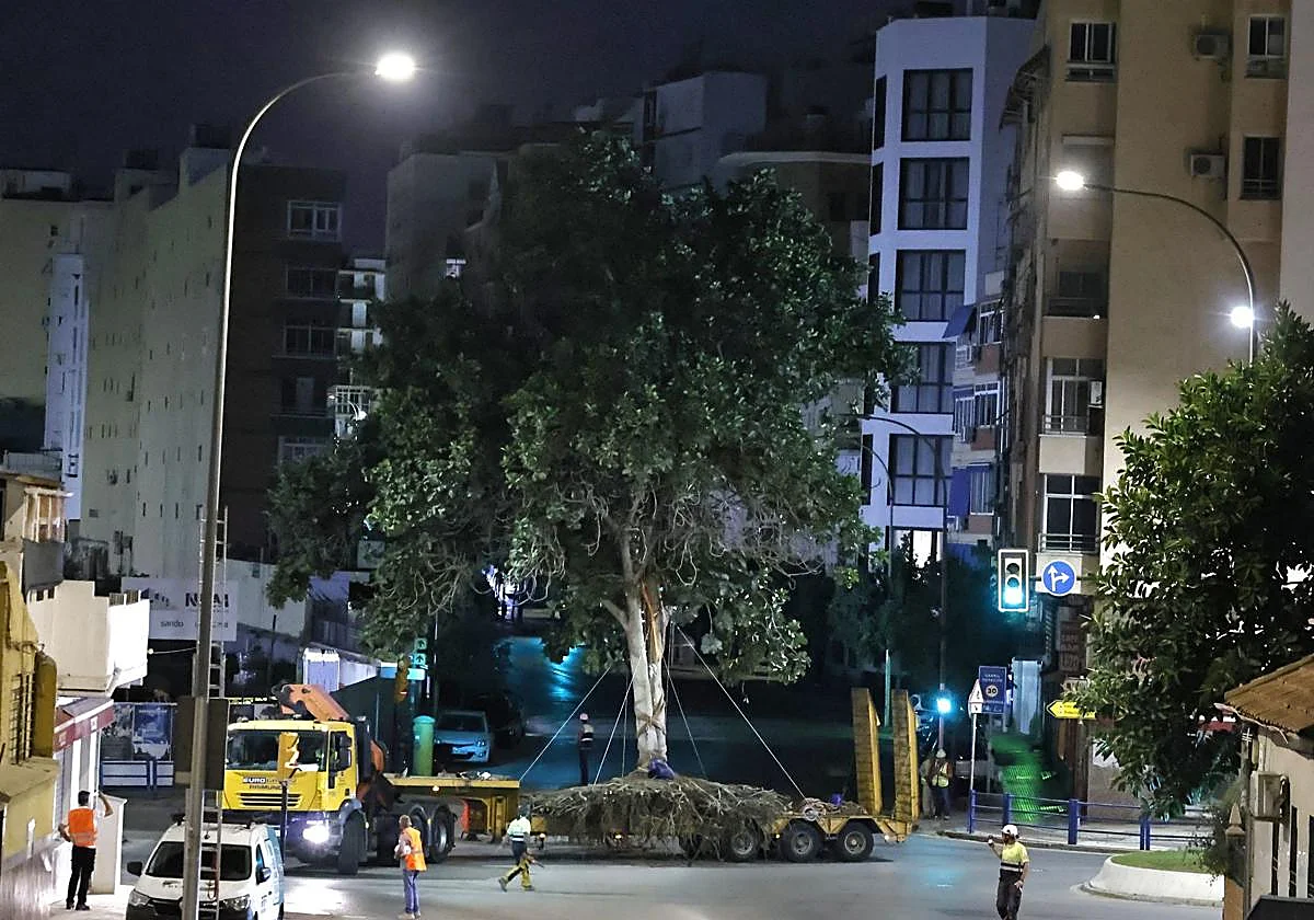 Así ha sido el traslado del gran ficus desde el Arroyo de los Ángeles hasta La Rosaleda