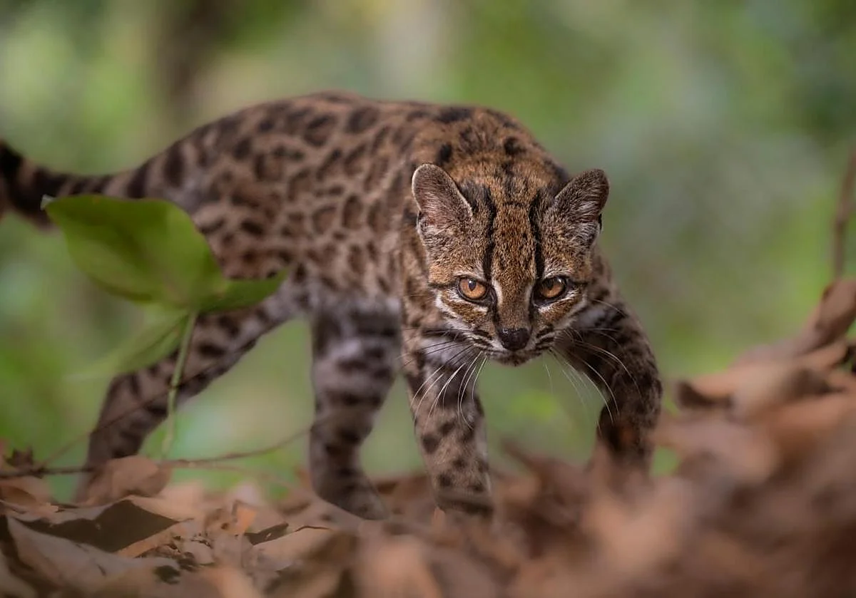 Descubren en Bolivia una nueva especie de felino, la primera en más de un siglo