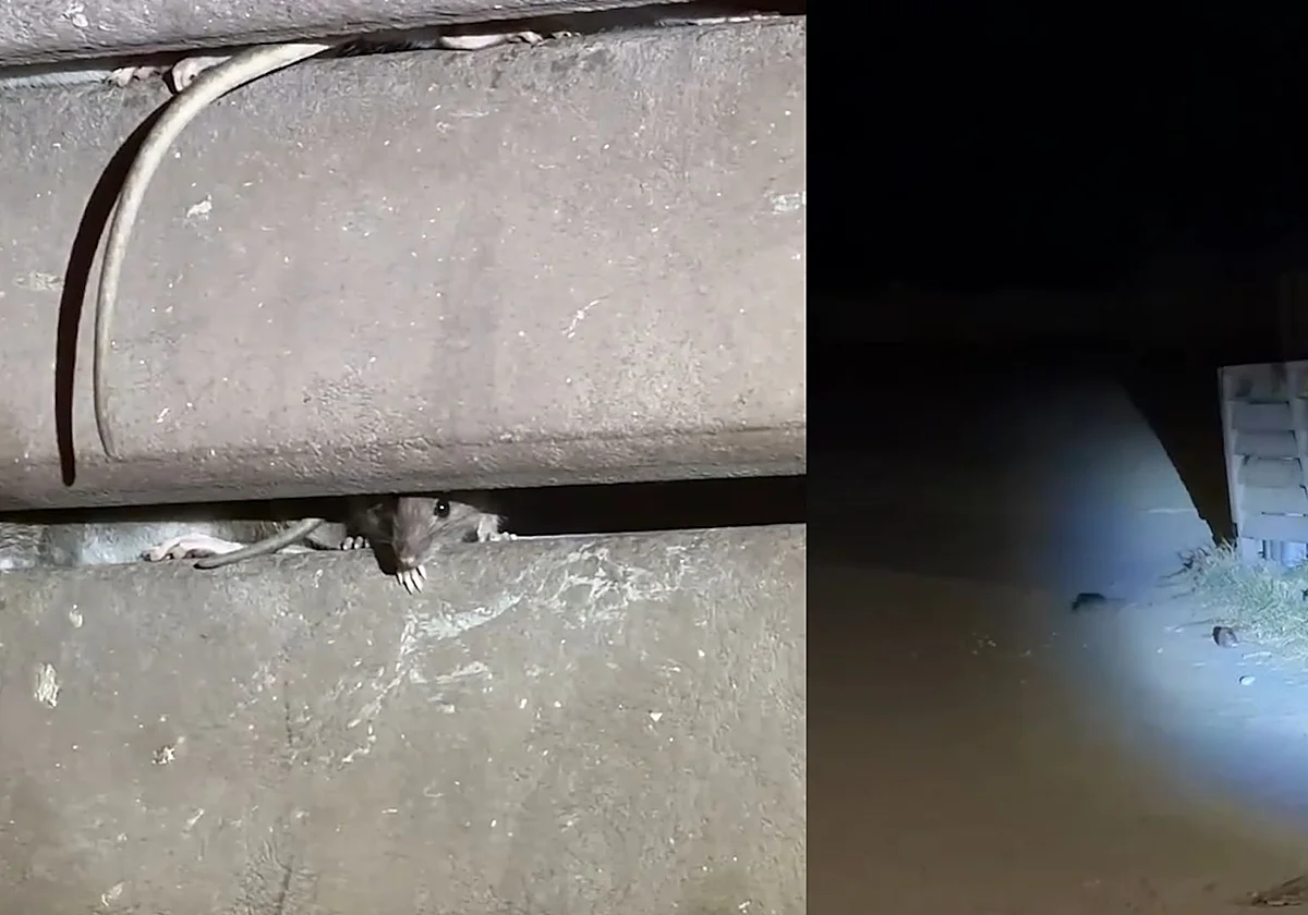 Invasión de ratas en Pedregalejo: «Se pasean por la playa e, incluso, entran en las casas»