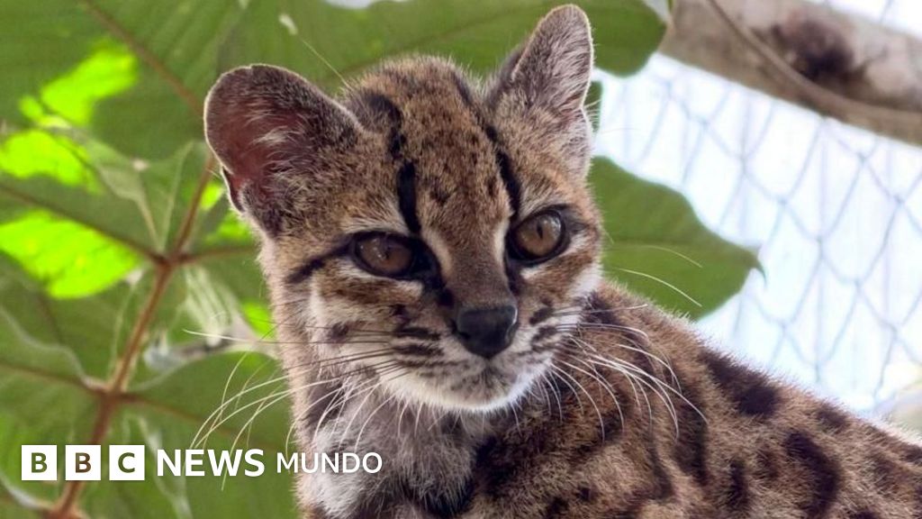 La nueva especie de gato salvaje hallada en Bolivia y de la que solo se conoce un ejemplar