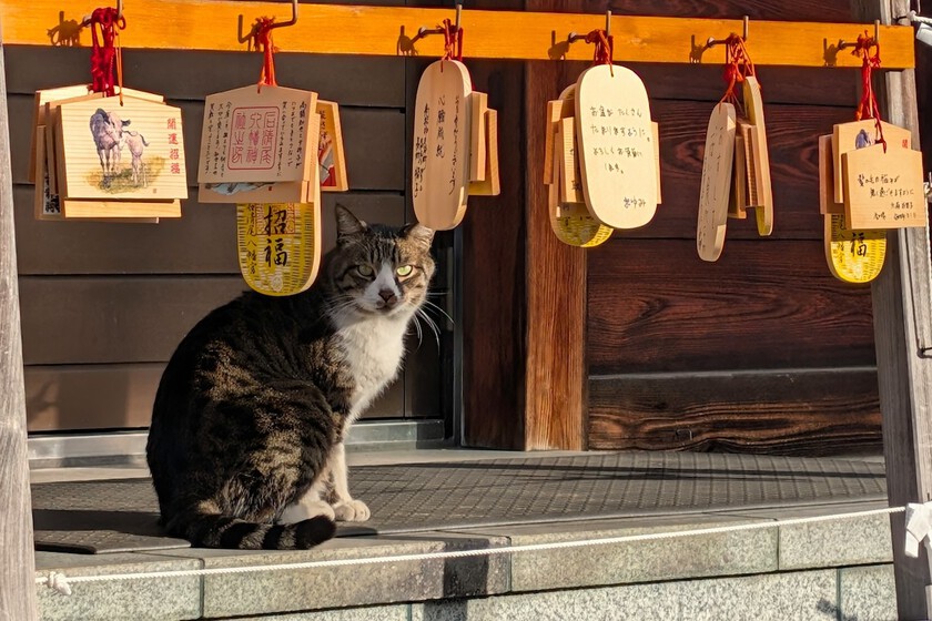 Los gatos callejeros estuvieron a punto de ser clasificados como especie invasora en Japón