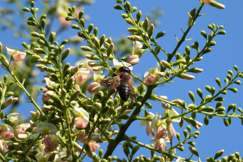 Malditos jardines modernos: el árbol exótico ornamental que está ayudando a expandirse a la primera abeja invasora de Europa