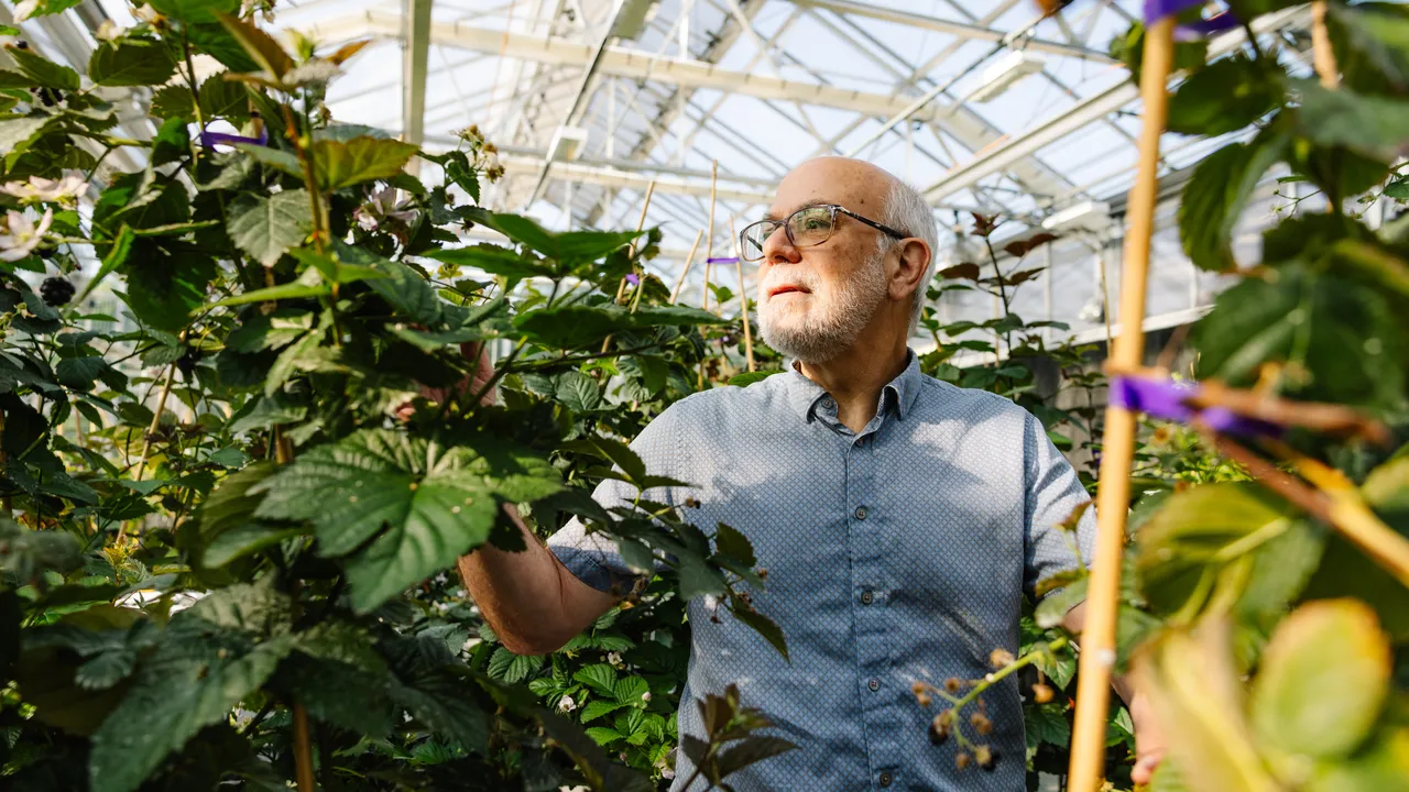 Olvida los transgénicos: el futuro de la alimentación está en la edición genética CRISPR