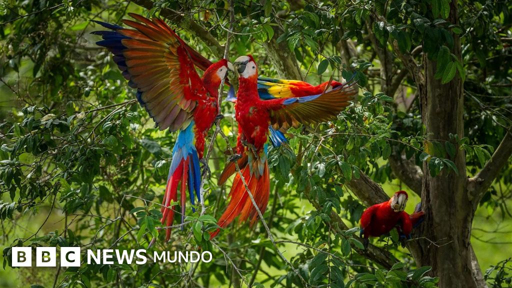 Por qué las guacamayas rojas dejan morir a sus crías y cómo una científica peruana intenta salvarlas