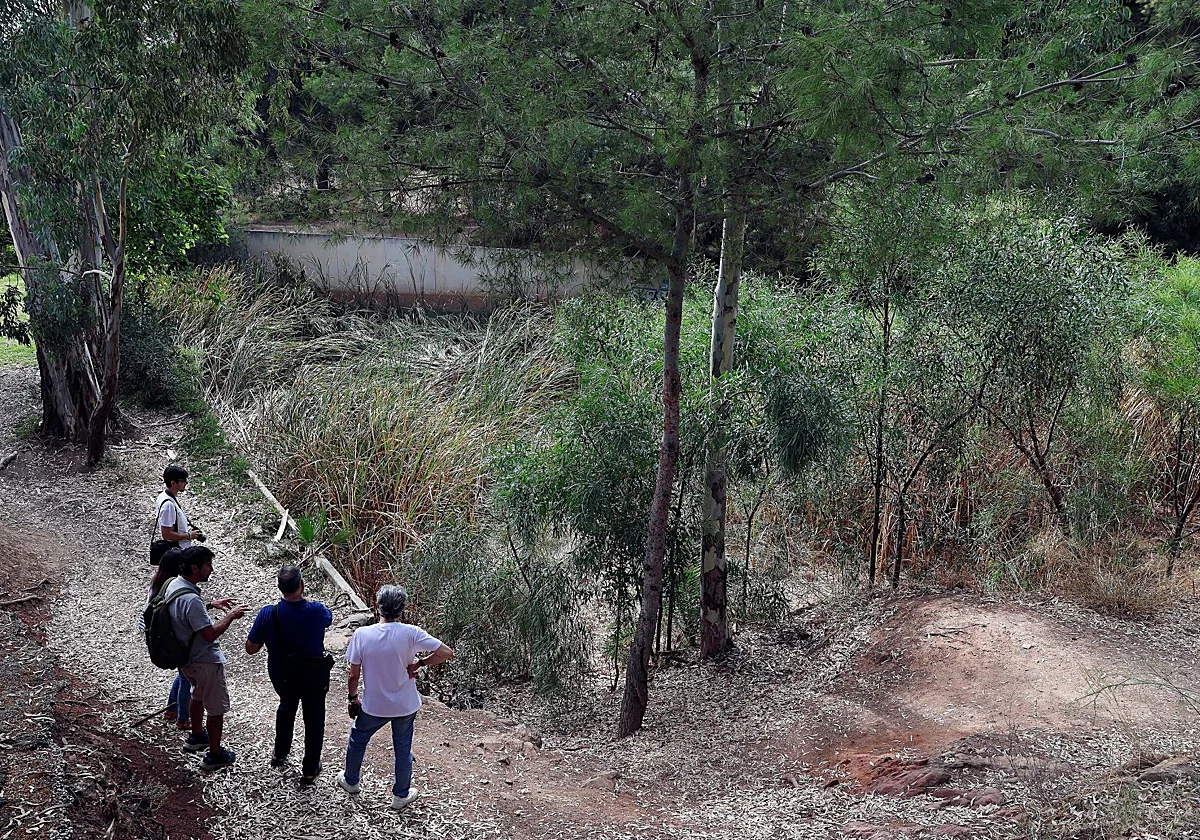 El bosque del Cerro de la Tortuga: el pulmón natural que Teatinos quiere proteger