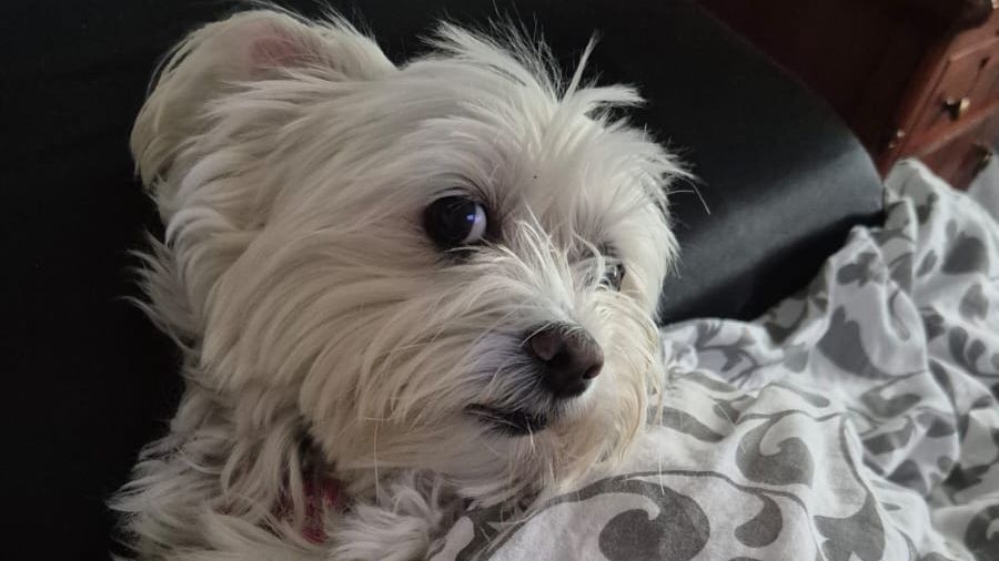 Se busca a Luna, una perrita de 12 años robada por una mujer en Gijón: "Estamos rotas, nadie reconoce la cara de esa señora"