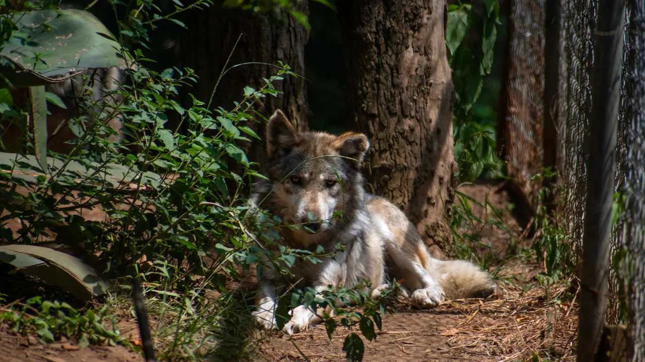 Extinción Cero: El refugio que lucha por salvar al lobo mexicano de la política y el olvido