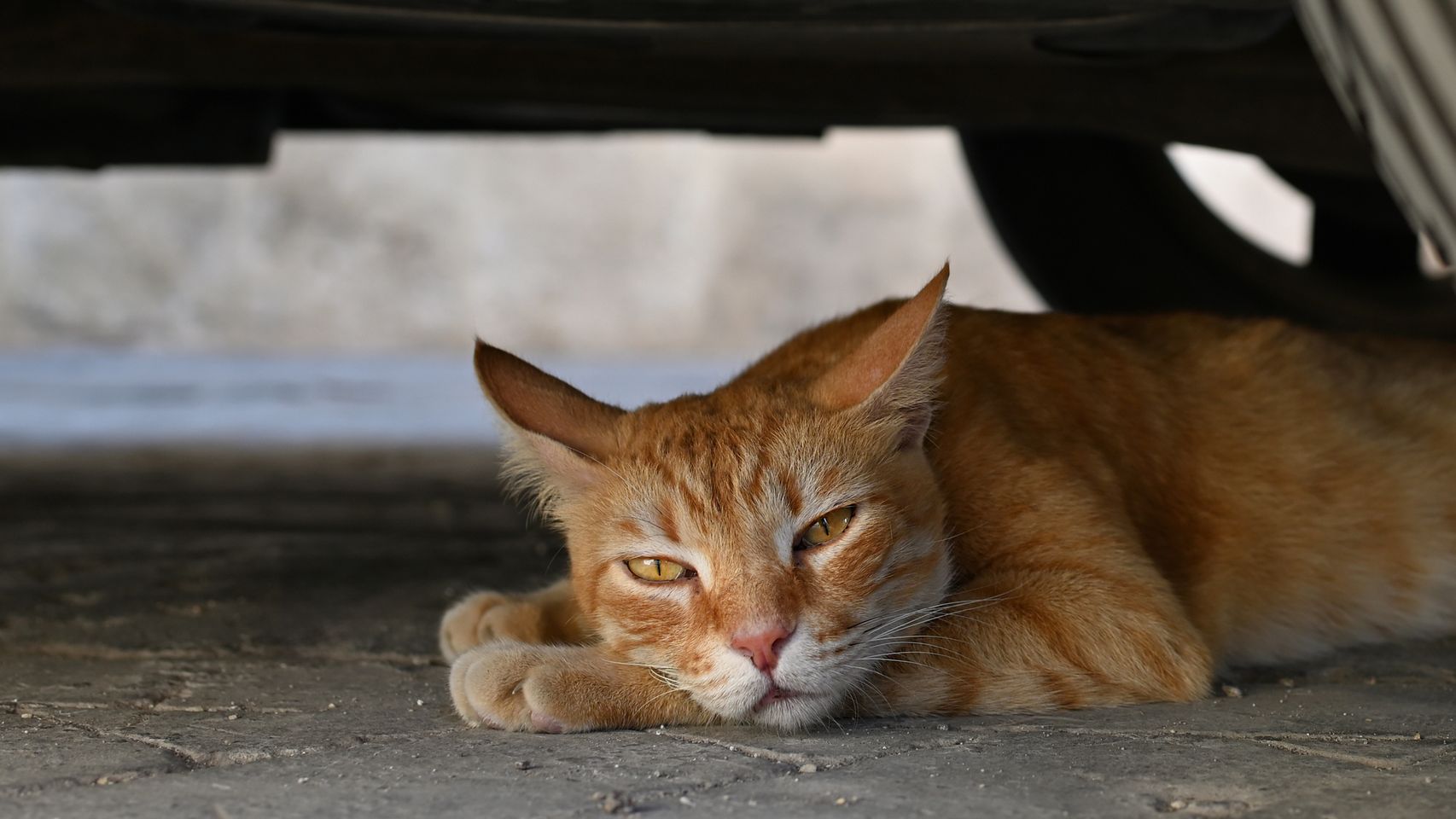 La radiografía de los gatos en España: el 42% de los propietarios los recogen de la calle en situación vulnerable