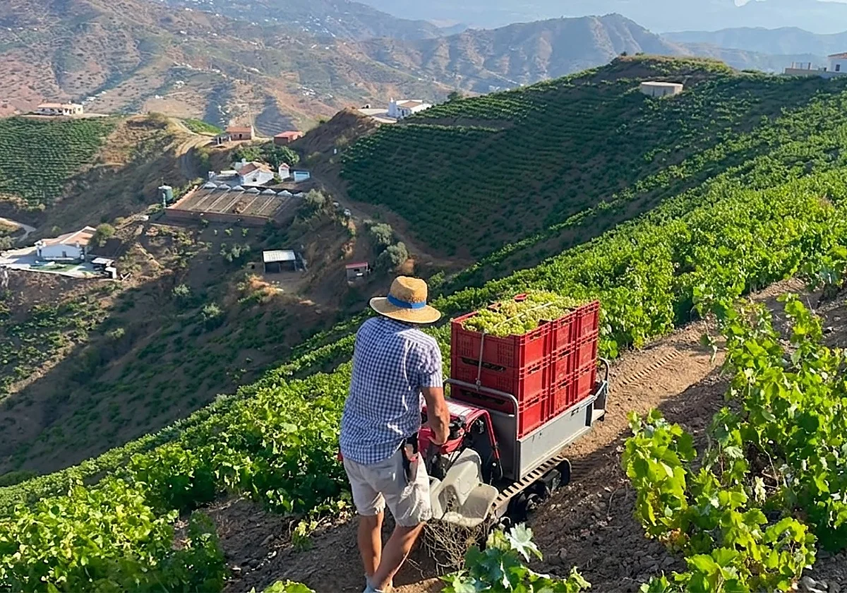 La Axarquía reclama ayudas urgentes para los viticultores tras pérdidas de hasta el 70% en las cosechas