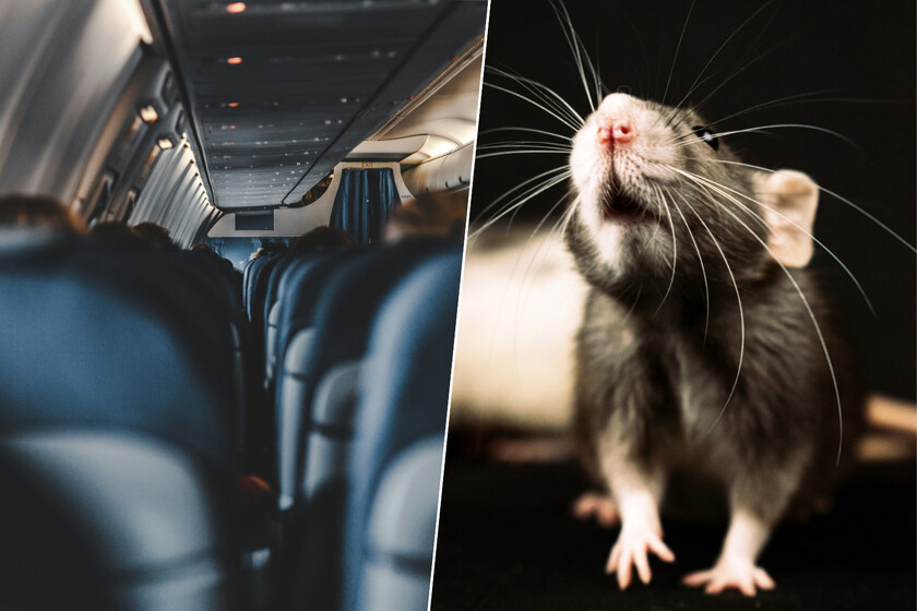 En mitad del océano, 250 pasajeros de un avión se enteraron de que uno de ellos era un polizón. Uno con forma de rata
