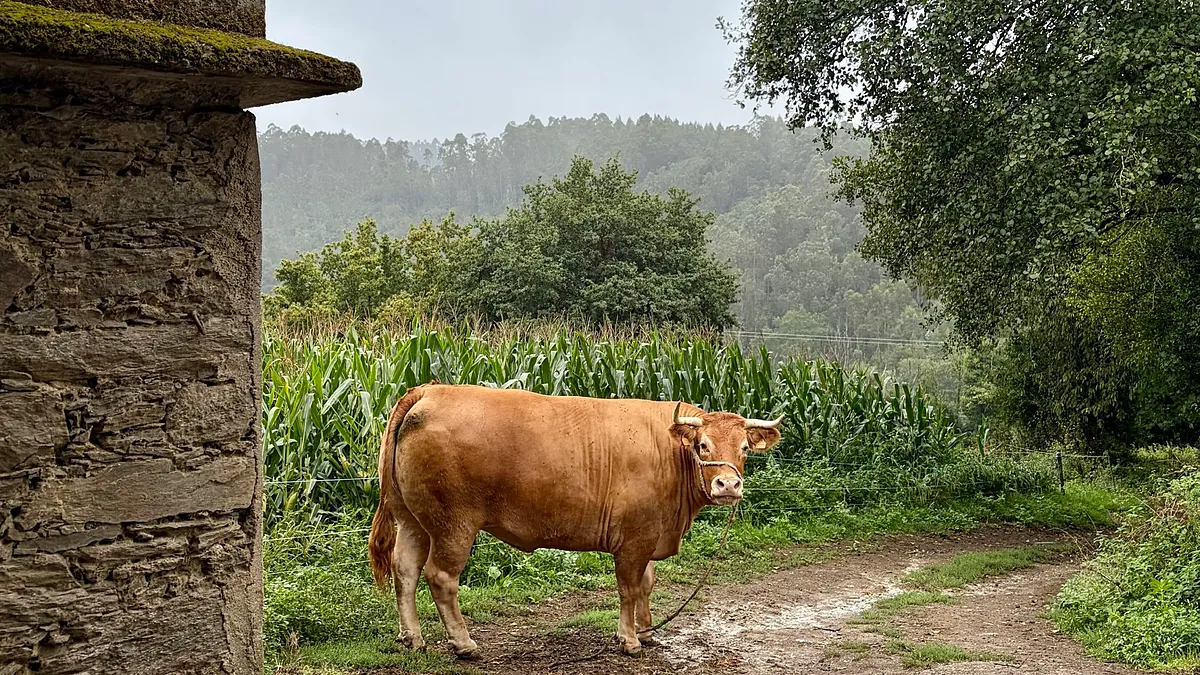 Ruta por la Galicia ancestral en busca de la mejor ganadería del mundo