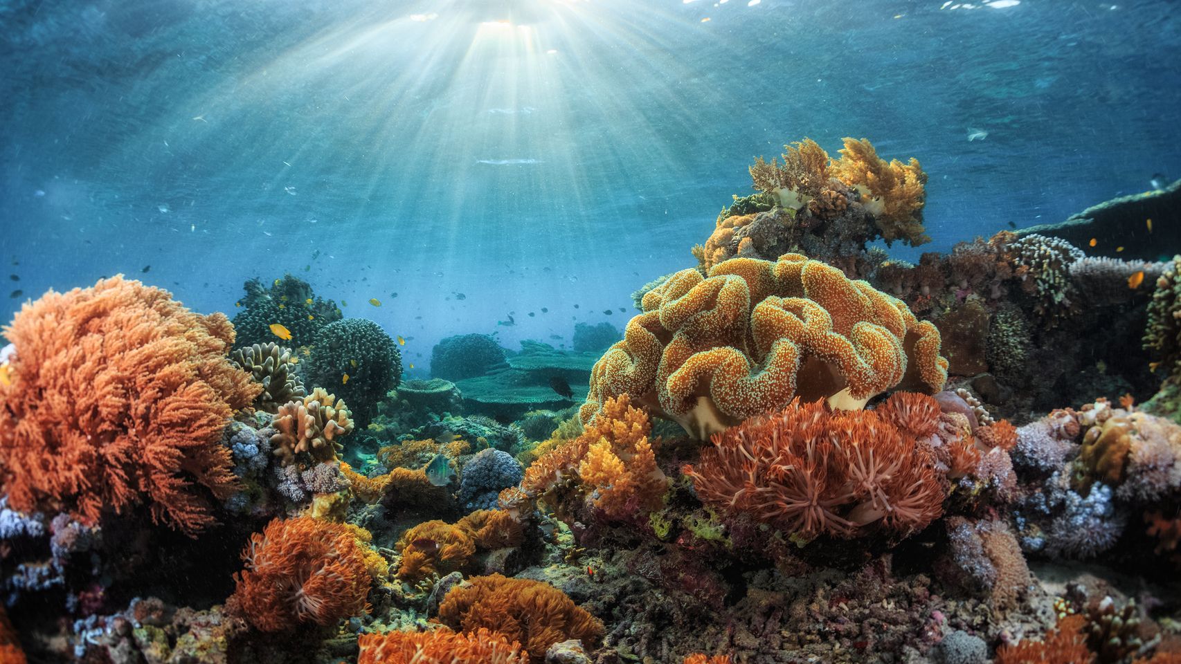 La empresa española que explora el mar en busca de tratamientos contra el cáncer: 200 expediciones y un 37% de éxito en sus investigaciones