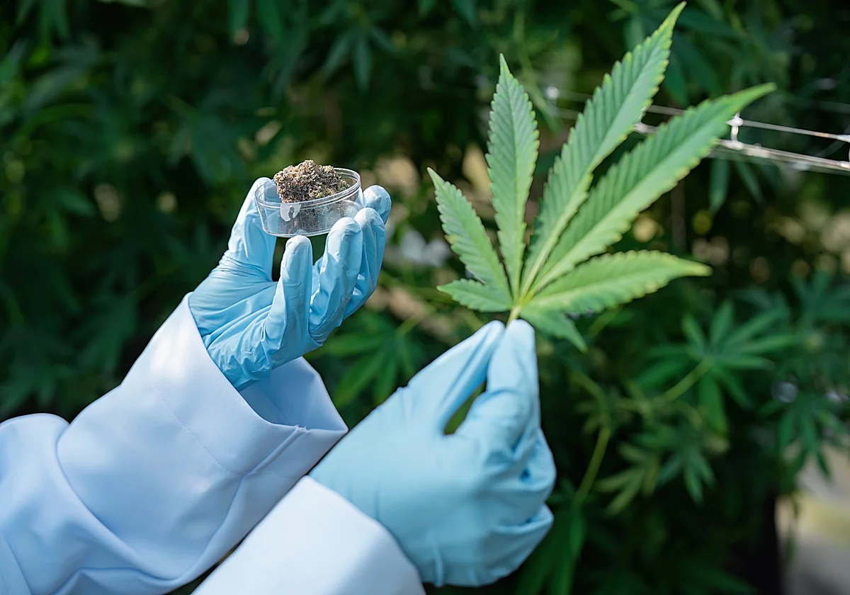 Marihuana manipulada genéticamente, una trituradora de cerebros: alertan del grave riesgo para la salud mental de niños y adolescentes