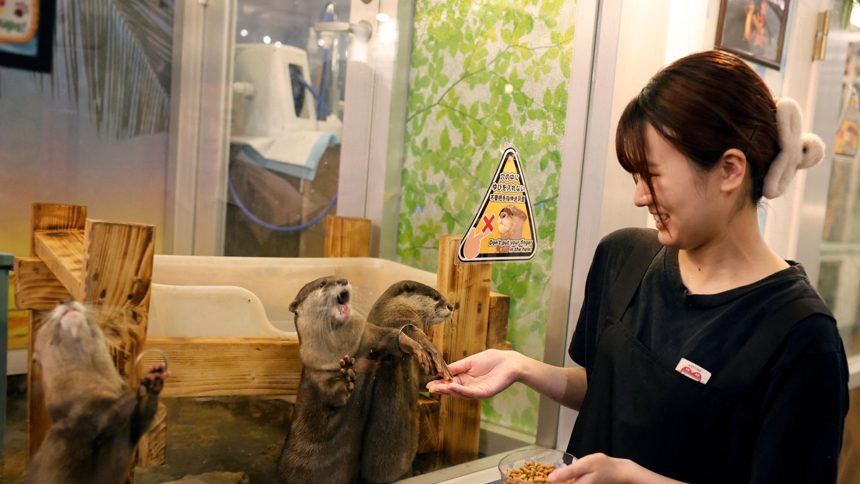 El 'boom' de cafés de animales obliga a Japón a aprobar nuevas normas de bienestar animal y seguridad epidemiológica