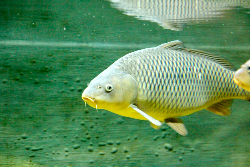 Llevamos siglos peleándonos con las espinas del pescado. China acaba de ganar la guerra con tijeras moleculares