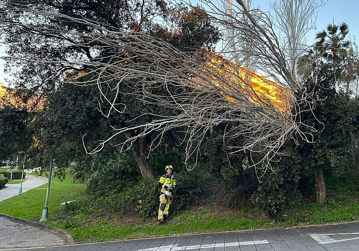 El viento derriba árboles en varias calles de Benalmádena y el Ayuntamiento cierra los parques