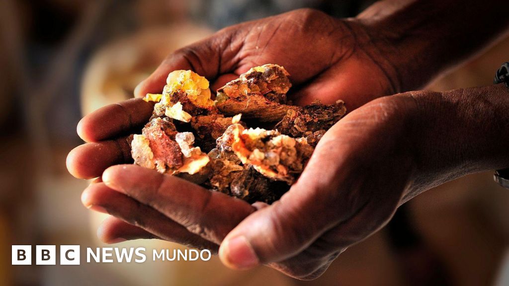 Por qué el mundo se está quedando sin olíbano, la preciosa resina aromática que se ha usado durante milenios para hacer incienso