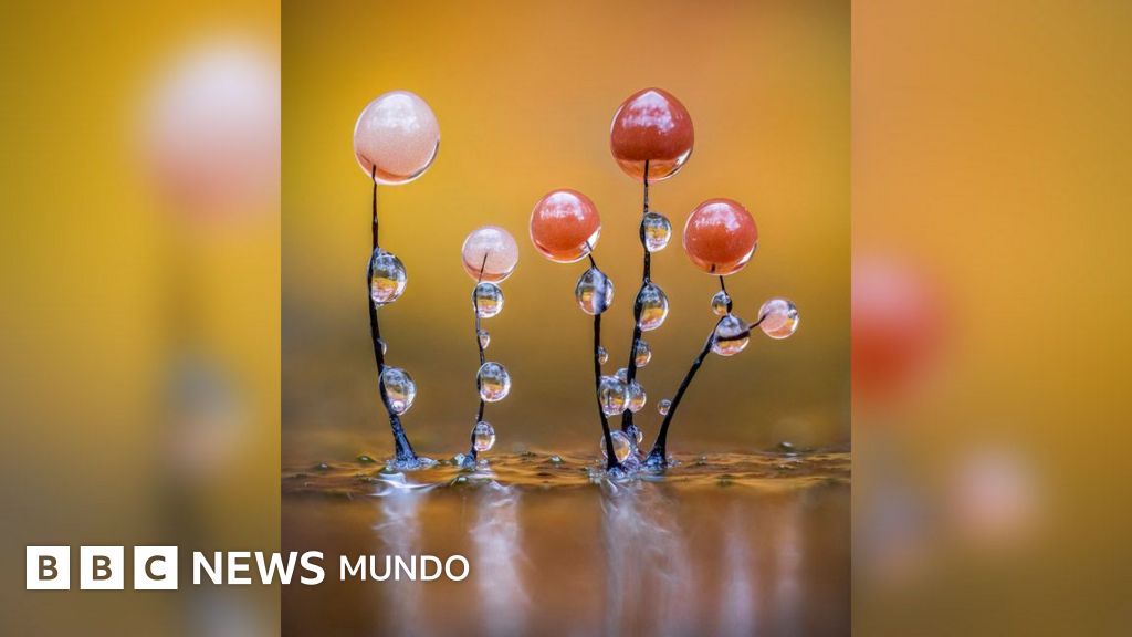 Las imágenes que muestran el microscópico y poco conocido mundo de los mohos deslizantes