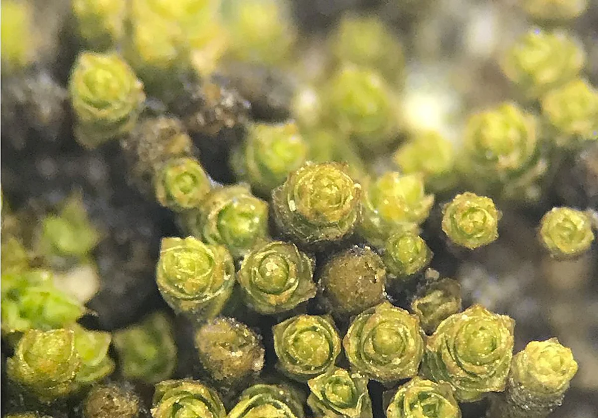 Los botánicos españoles bautizan 80 nuevas especies en todo el mundo