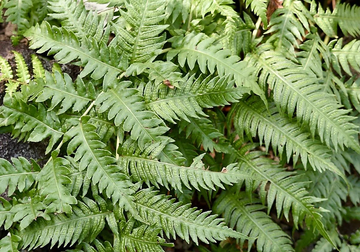 Woodwardia prolifera