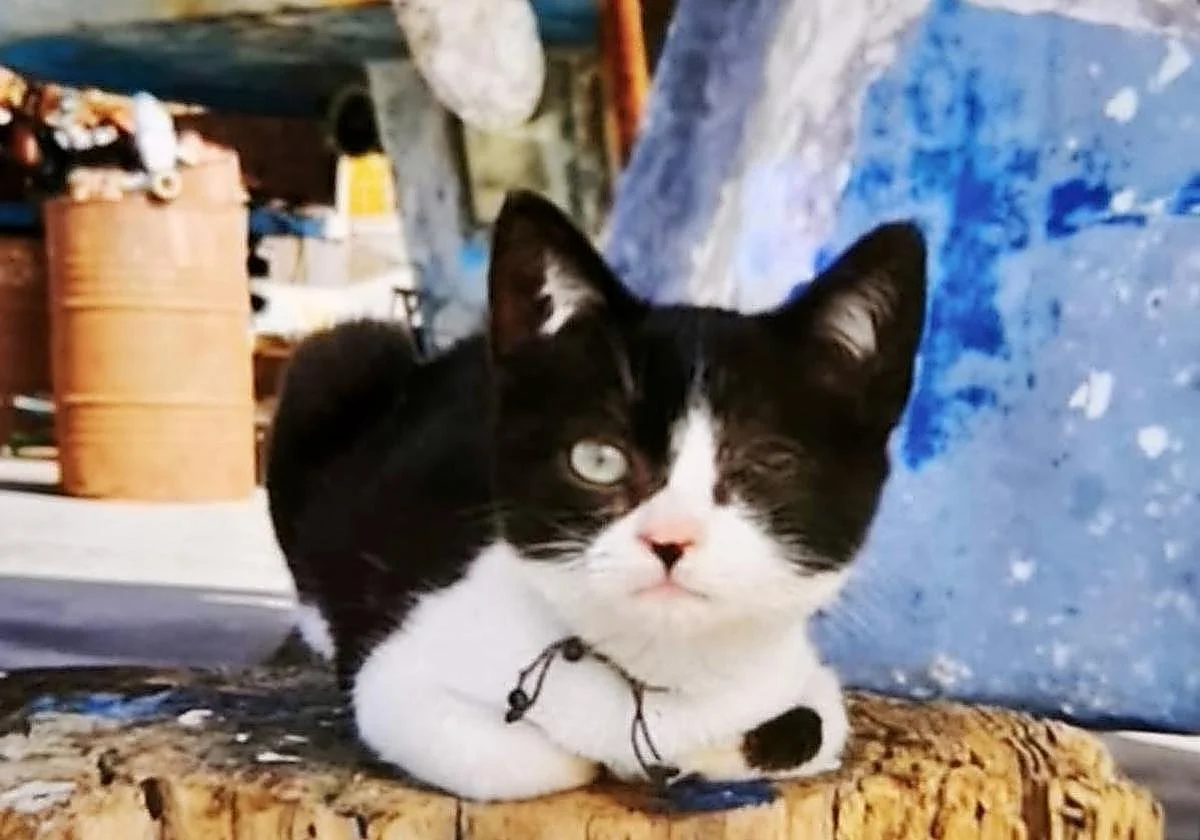 Soledad: the 'man overboard' cat that found her way home to the Canary Islands