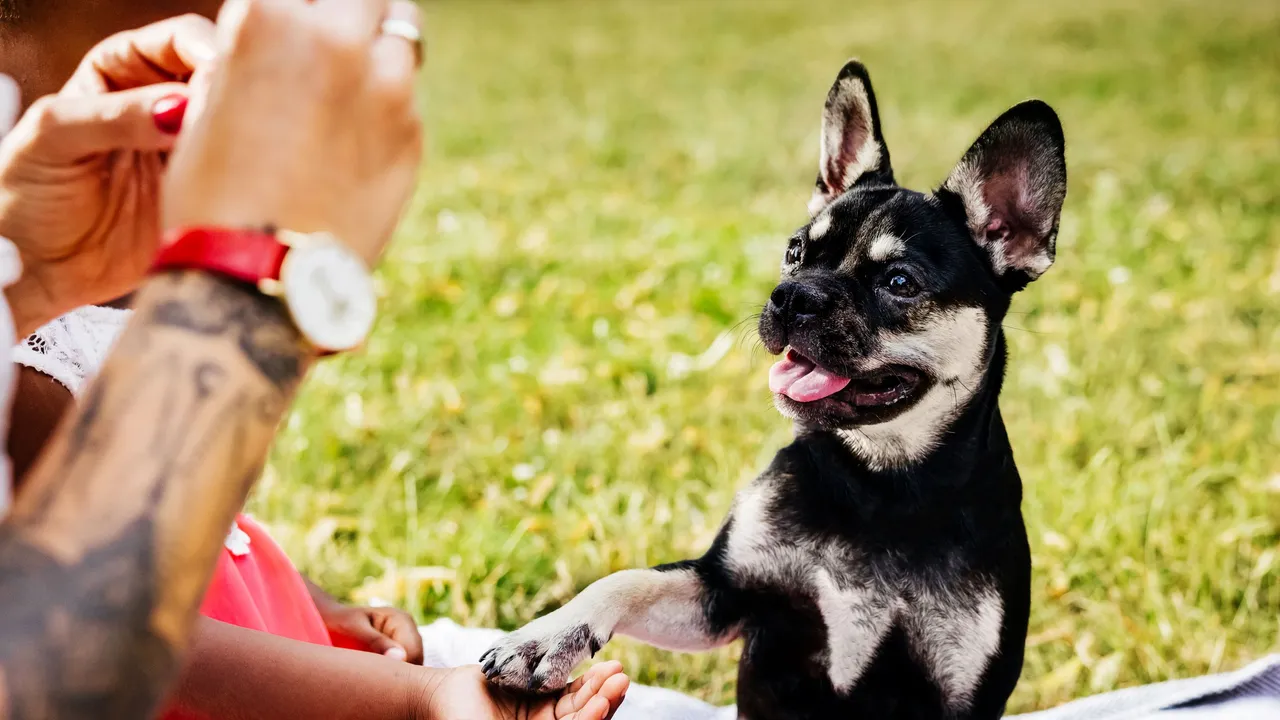 Cuando tu perro “escucha” tus conversaciones, quizá está aprendiendo nuevas palabras