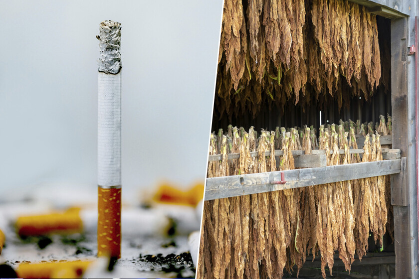 De forma silenciosa Extremadura se ha hecho con el 99% de un cultivo inesperado: el del tabaco español