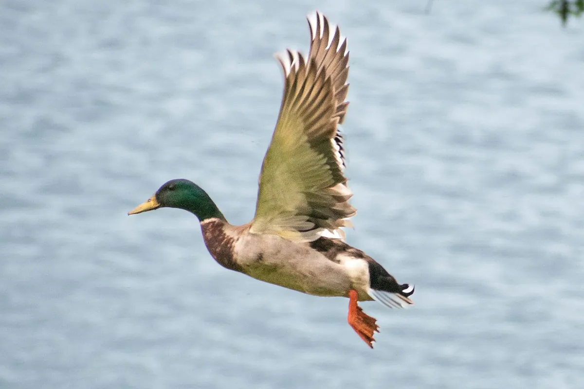 El patito feo del Ibex puede volar un 30% a doce meses