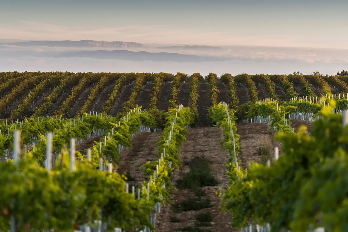 Codorníu crea una depuradora natural en su bodega Raimat