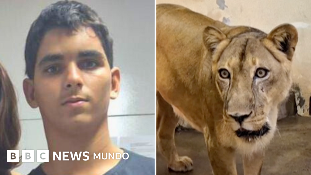 "Fue una tragedia anunciada": el joven brasileño que murió tras meterse en el recinto de los leones en un zoológico de Brasil