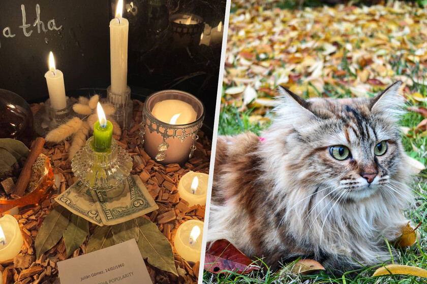 He comprado un hechizo online para hacer influencer a mi gata. Ahora tengo dos euros menos y aún más miedo a la IA