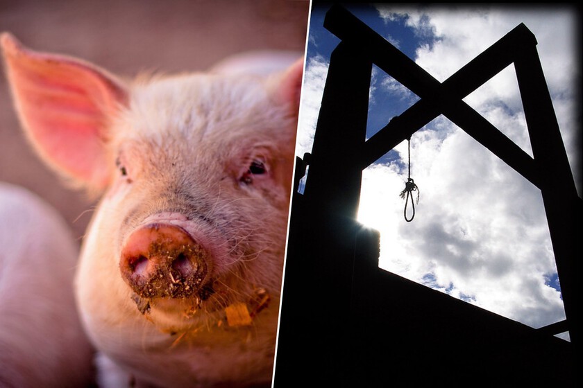 En la Europa medieval no solo los humanos terminaban en la horca. También se ejecutaba otros criminales: los cerdos "asesinos"