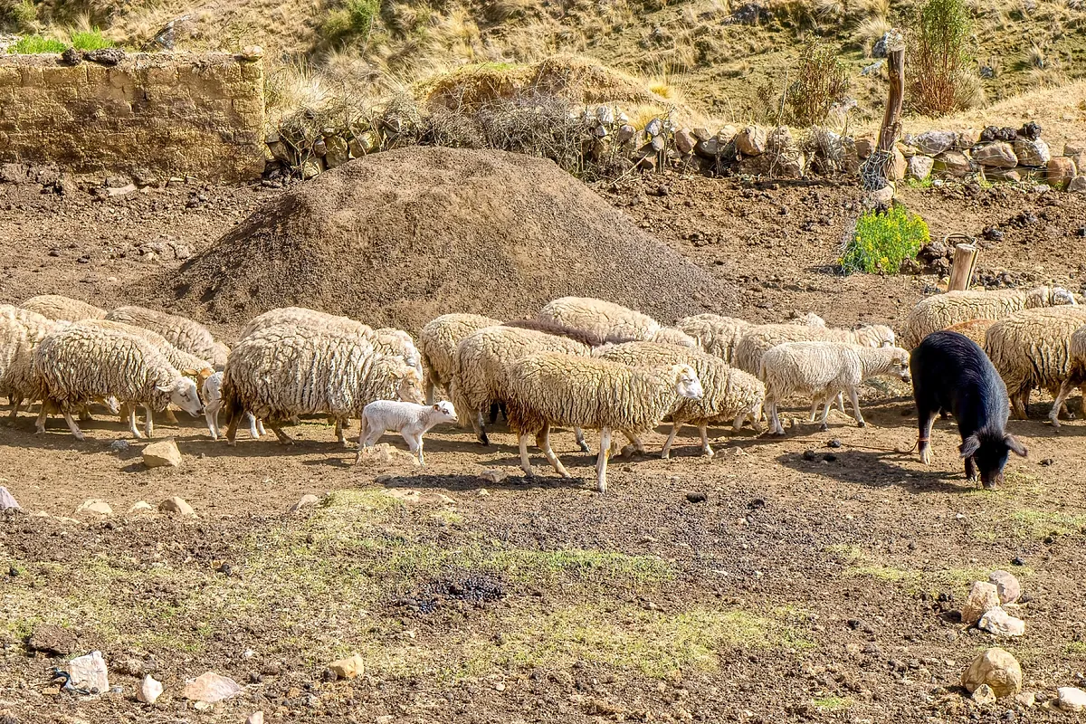 Por qué debemos mirar al suelo para cumplir con los objetivos climáticos
