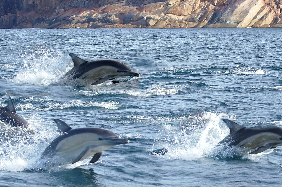 Satlink se especializa en tecnología para conocer y proteger los océanos