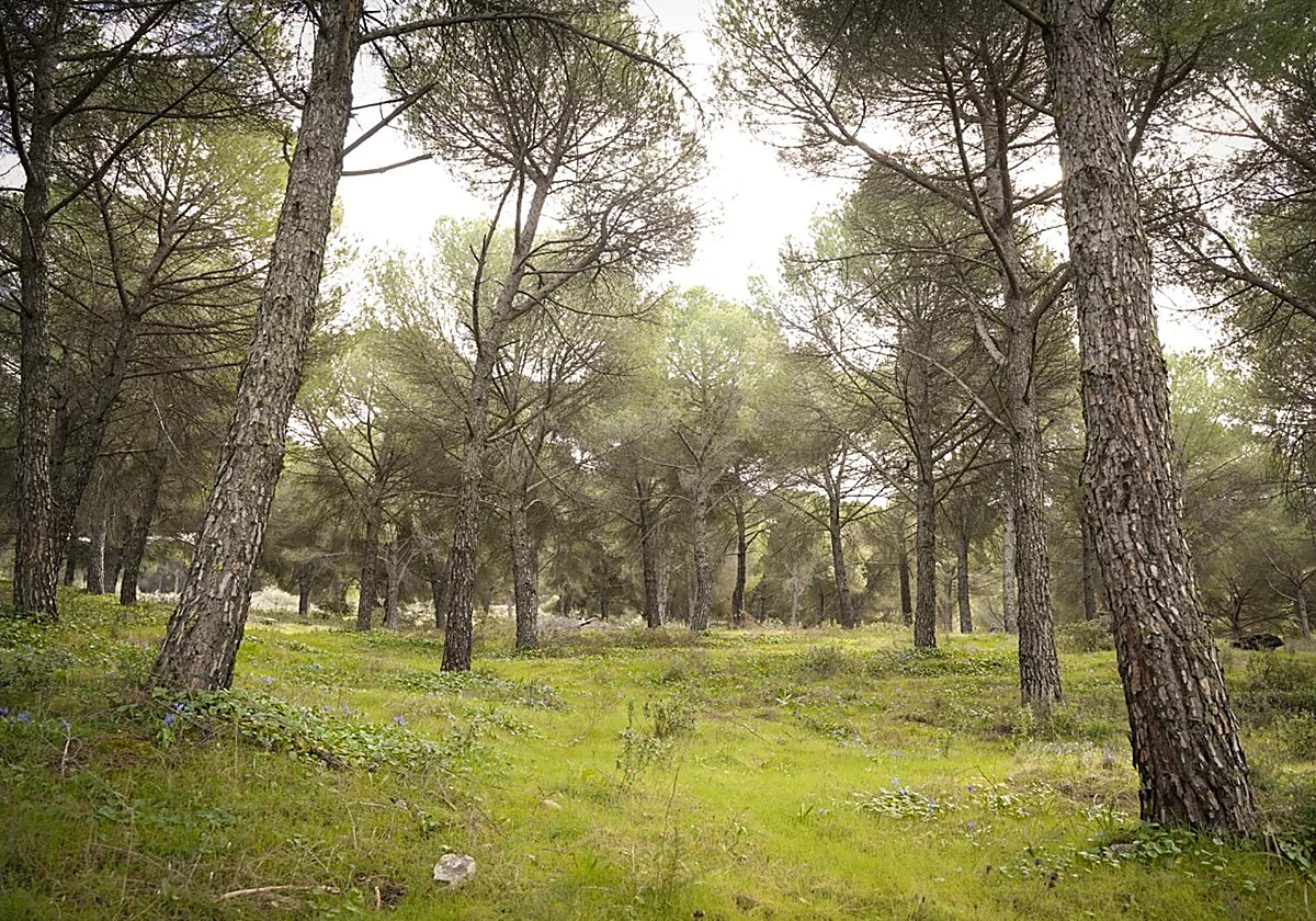 El Parque Periurbano de Ronda culmina su mayor reforma en 25 años con una inversión cercana a los 400.000 euros