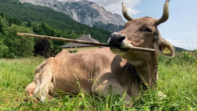 Las vacas son más listas de lo que pensábamos: pueden usar herramientas
