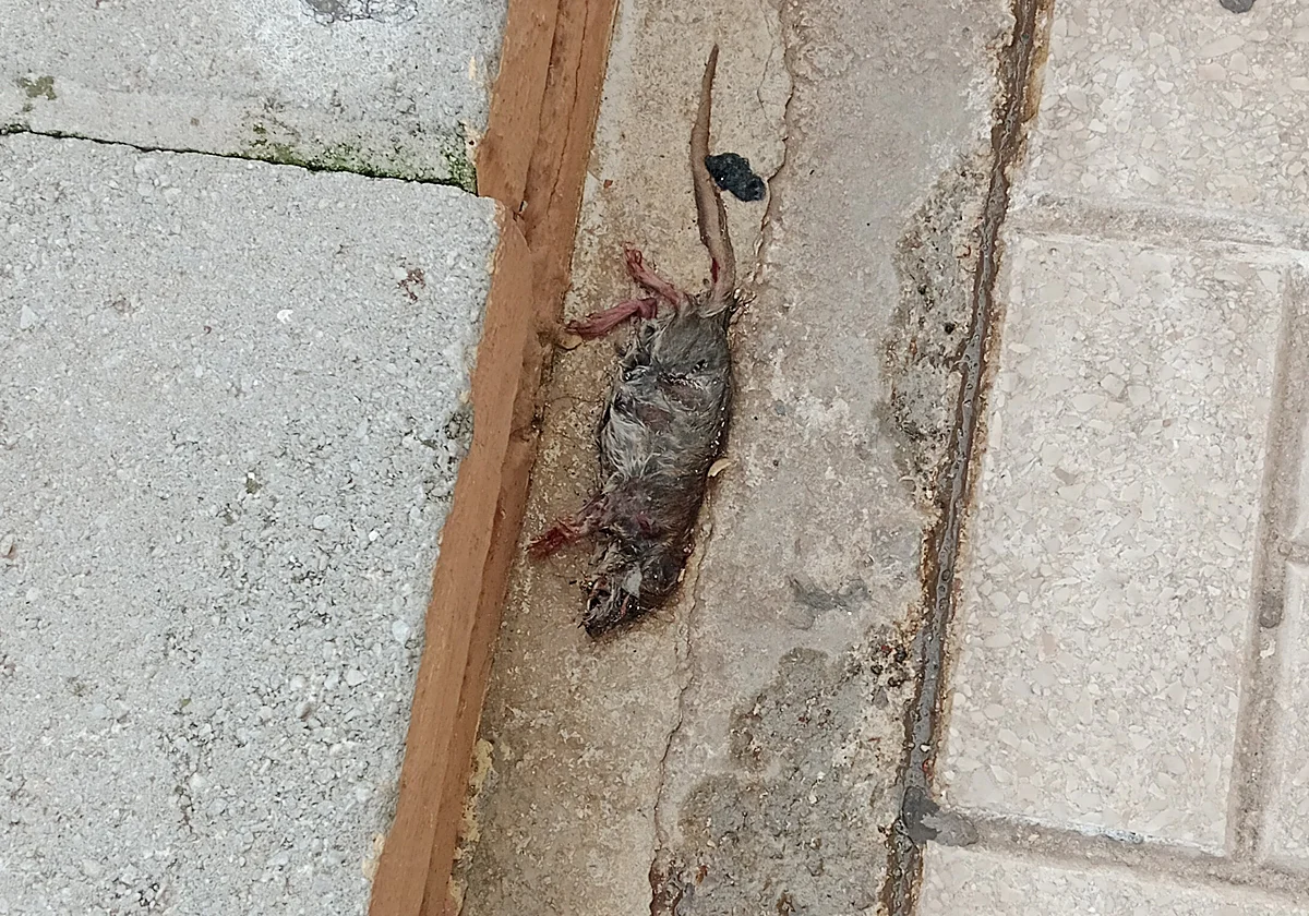 Las ratas llaman a otras ratas en Carlinda