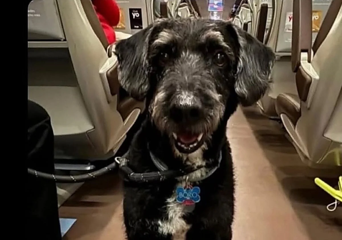 La Guardia Civil localiza con vida a Boro, el perro de la malagueña embaraza en estado crítico tras el accidente de Adamuz