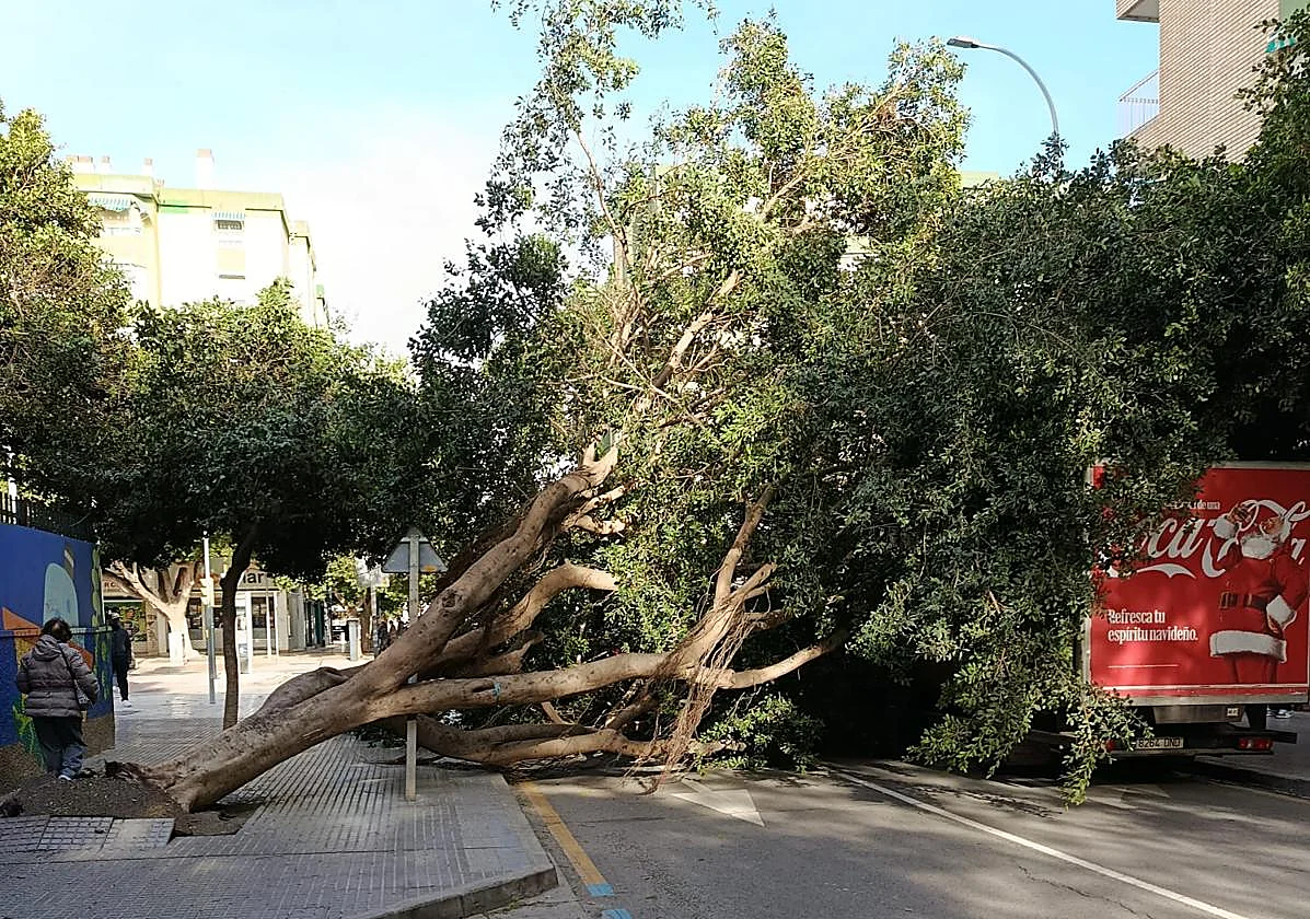 Cae un árbol de grandes dimensiones en la calle Tomás Echeverría, en Huelin