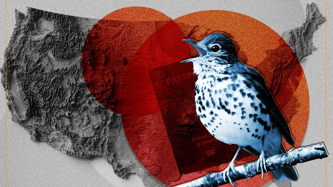 La lucha por salvar los bosques que dan vida a las aves migratorias de América