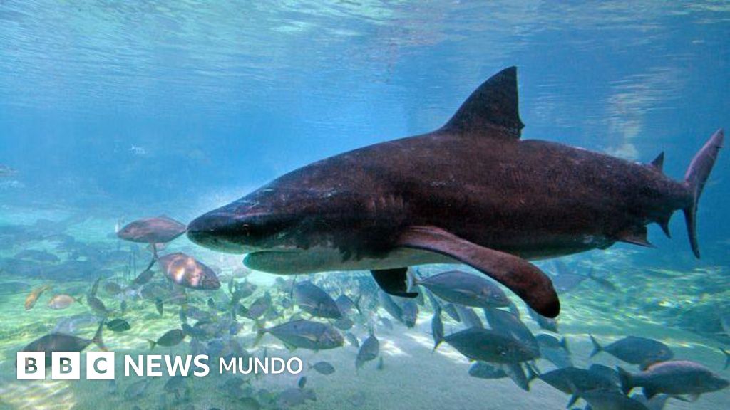 4 ataques en 48 horas: cómo las playas del este de Australia se convirtieron en la tormenta perfecta para los tiburones