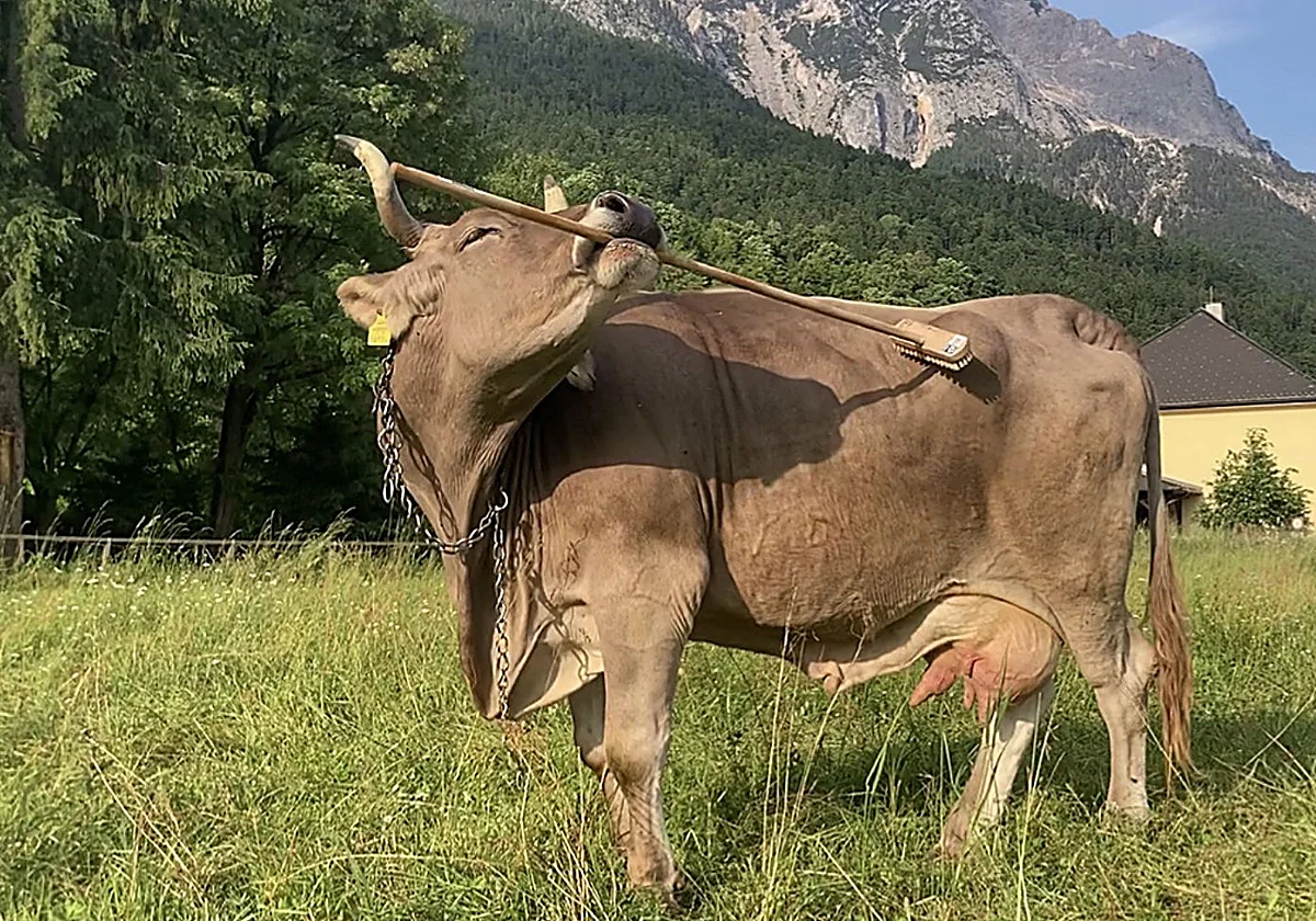 Una vaca se rasca con un cepillo como si fuera un chimpancé
