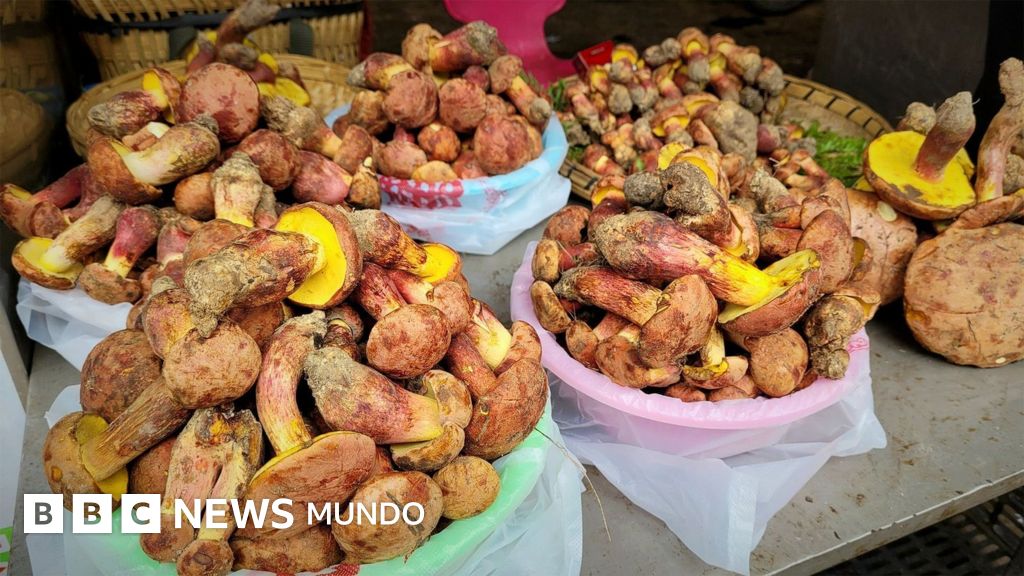 Los científicos que buscan descifrar el misterio de los hongos que hacen alucinar a la gente con humanos diminutos