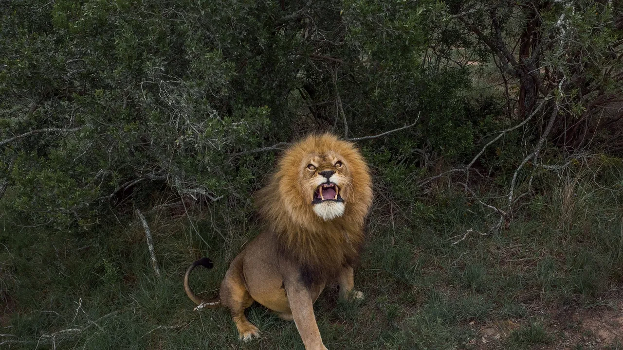 Las vacas están desplazando a los leones en Kenia y los humanos son los responsables