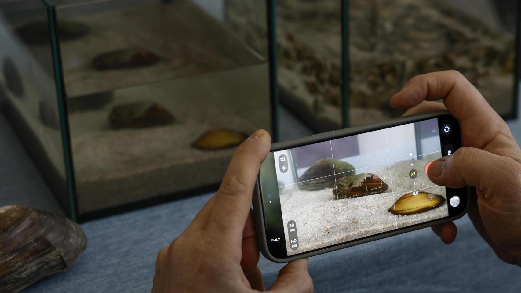 Oceanogràfic, Aguas de Valencia y Generalitat se alían para salvar al Petxinot: "Es la posidonia de l'Albufera"