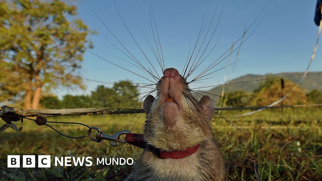 Los increíbles animales que realizan trabajos especializados que ni los seres humanos ni los robots pueden hacer