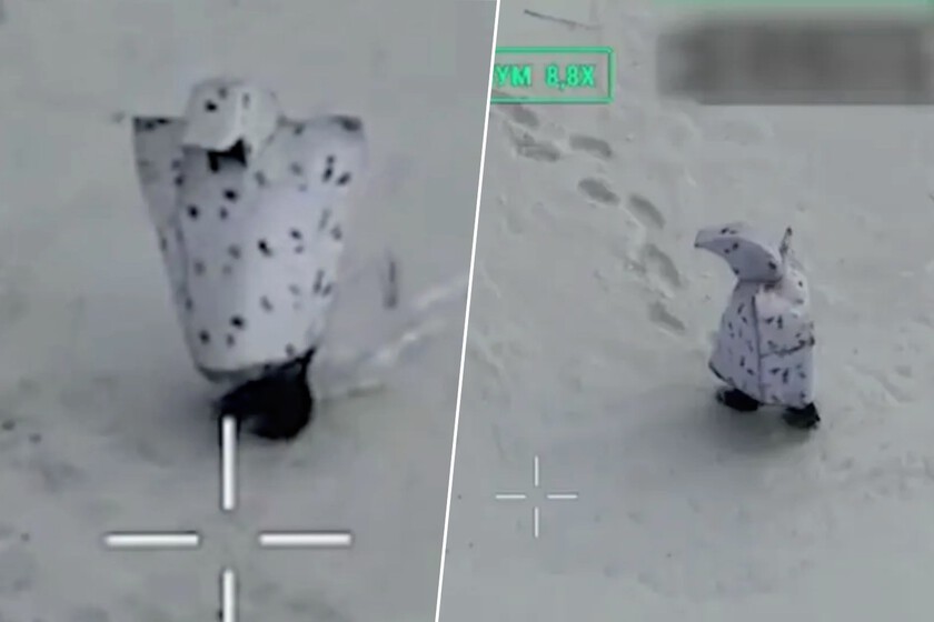 Solo hay un problema con la táctica más loca de Rusia para escapar de los drones: en Ucrania no hay colonias de pingüinos