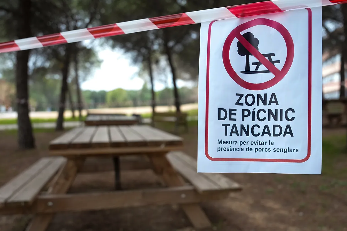 Nueva rebaja en el precio del porcino tras el brote de peste porcina africana en Barcelona